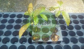 Seeding Tray Usage