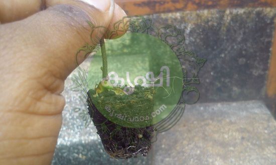 Seeding Tray Usage Benefits