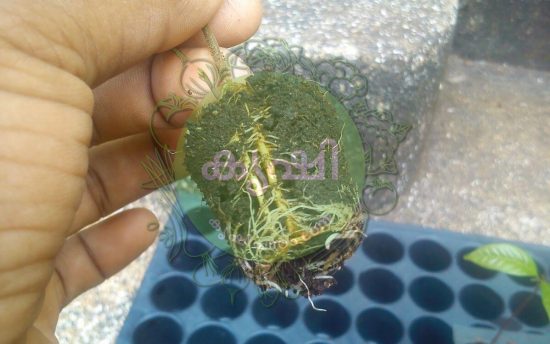 Usage Of Seeding Tray