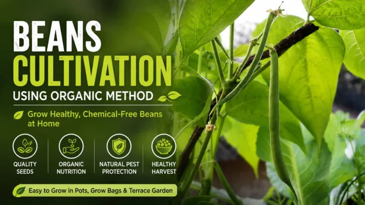 Organic Bean Cultivation - Complete Guide to Growing Beans Naturally at Home Organic Bean Cultivation - Complete Guide to Growing Beans Naturally at Home