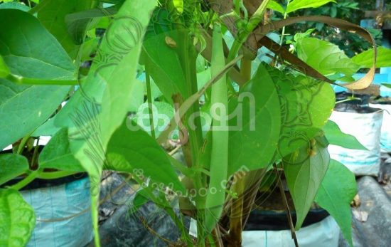 ബീന്സ് കൃഷി ബീന്സ് കൃഷി