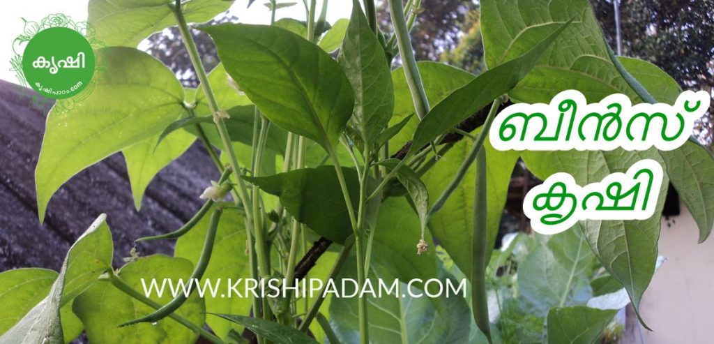 Growing Beans At Terrace Garden Growing Beans At Terrace Garden