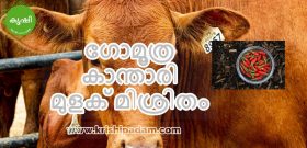 ഗോമൂത്ര കാന്താരി മുളക് മിശ്രിതം