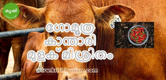 Cow Urine as Pesticide ഗോമൂത്ര കാന്താരി മുളക് മിശ്രിതം