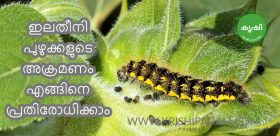 ഇലതീനി പുഴുക്കള് ഇലതീനി പുഴുക്കള്
