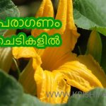 കൃത്രിമ പരാഗണം മത്തന്‍ ചെടികളില്‍ – Artificial Pollination In Pumpkin
