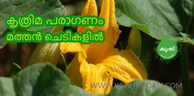 കൃത്രിമ പരാഗണം മത്തന് ചെടികളില് കൃത്രിമ പരാഗണം മത്തന് ചെടികളില്