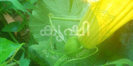 Pumpkin Female Flower