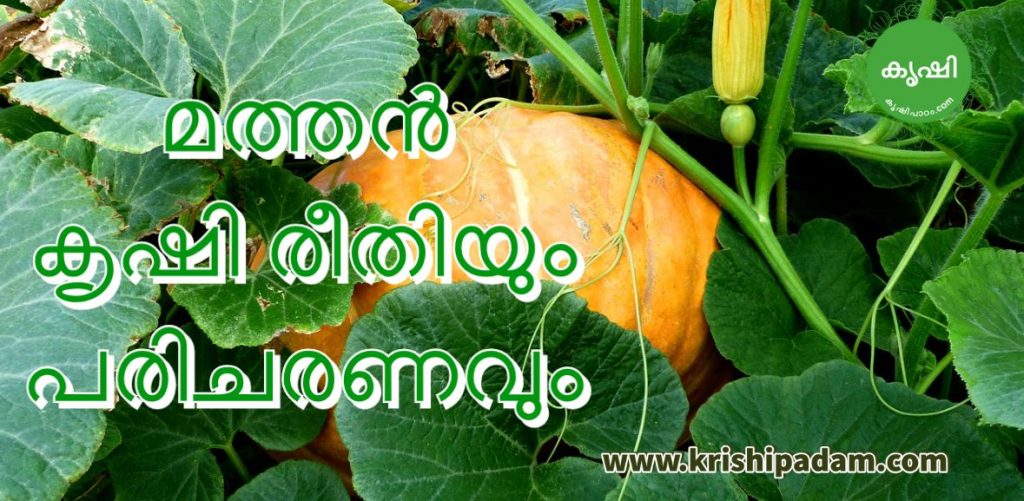 Pumpkin Growing Tips Pumpkin Growing Tips