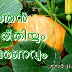 മത്തന്‍ കൃഷി രീതിയും പരിചരണവും ജൈവ രീതിയില്‍ – Pumpkin Growing Tips