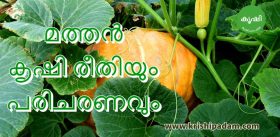 മത്തന് കൃഷി രീതിയും പരിചരണവും മത്തന് കൃഷി രീതിയും പരിചരണവും