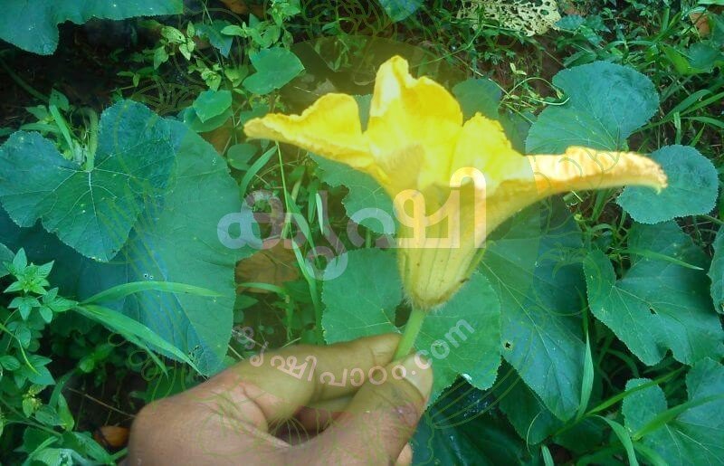 Pumpkin Male Flower Pumpkin Male Flower