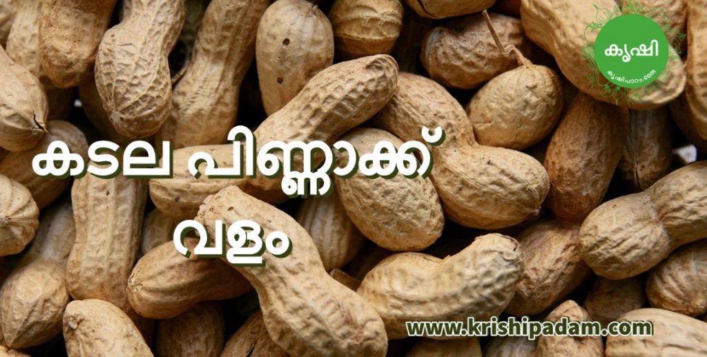 Peanut Cake Fertilizer Peanut Cake Fertilizer