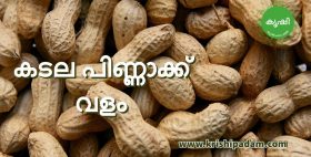 Peanut Cake Fertilizer