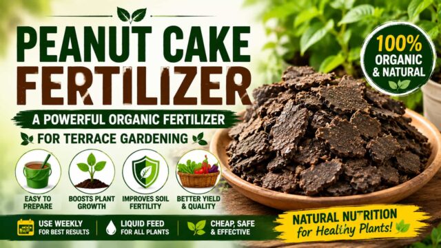 Peanut Cake Fertilizer for Healthy Plants Peanut Cake Fertilizer for Healthy Plants