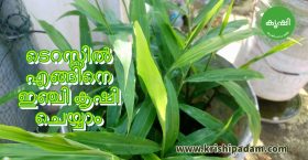 ഇഞ്ചി കൃഷി ഗ്രോ ബാഗില് Ginger Growing at Terrace Garden