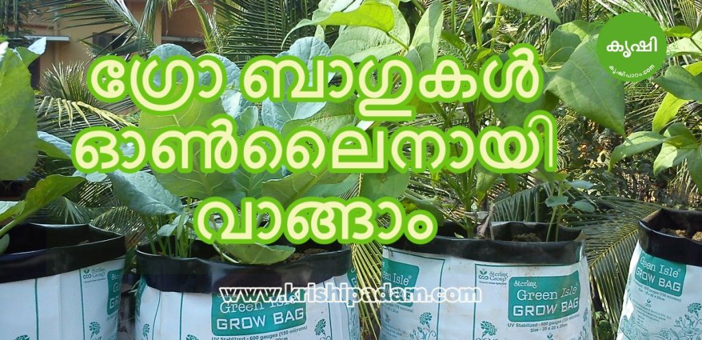 Online Purchase of Grow Bags from Amazon and Flipkart Online Purchase of Grow Bags from Amazon and Flipkart