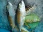 മത്സ്യം - കേരളത്തിലെ കടല്‍ /പുഴ മീനുകള്‍ - Fish Varieties
