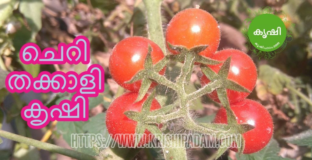 Cherry Tomato Growing Guide Cherry Tomato Growing Guide
