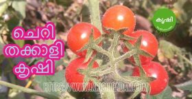 ചെറി തക്കാളി കൃഷി ചെറി തക്കാളി കൃഷി