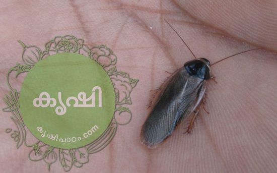 ആട്ടിന് കാഷ്ട്ടം