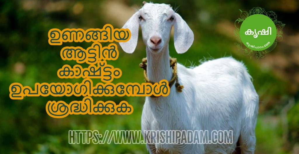 Goat manure usage tips Goat manure usage tips