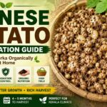 കൂർക്ക കൃഷി – ജൈവ രീതിയിൽ കൂടുതൽ വിളവ് നേടാം , Chinese Potato Aka Koorkka Cultivation Guide
