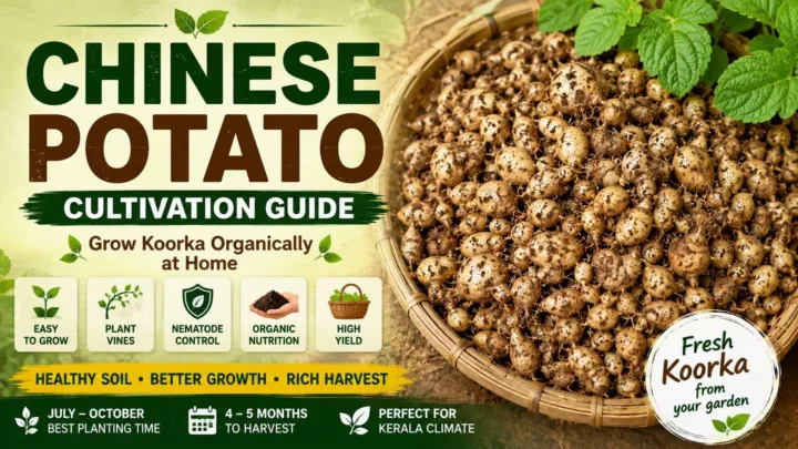 Chinese Potato Cultivation Using Organic Methods – Complete Koorka Growing Guide