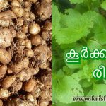 കൂര്‍ക്ക കൃഷി രീതി – Chinese Potato Cultivation Using Organic Methods