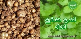 കൂര്ക്ക കൃഷി രീതി കൂര്ക്ക കൃഷി രീതി