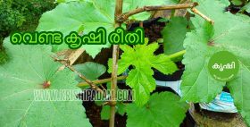 വെണ്ട കൃഷി രീതി വെണ്ട കൃഷി രീതി