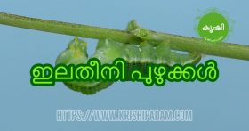 ഇലതീനി പുഴുക്കള്