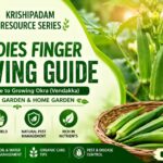 🌱 വെണ്ട കൃഷി രീതിയും പരിചരണവും – ടെറസ് ഗാർഡനിലും വീട്ടുവളപ്പിലും വിജയകരമായി വെണ്ട കൃഷി ചെയ്യാം