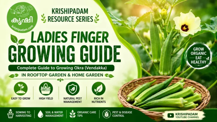 Okra Growing Guide Okra Growing Guide