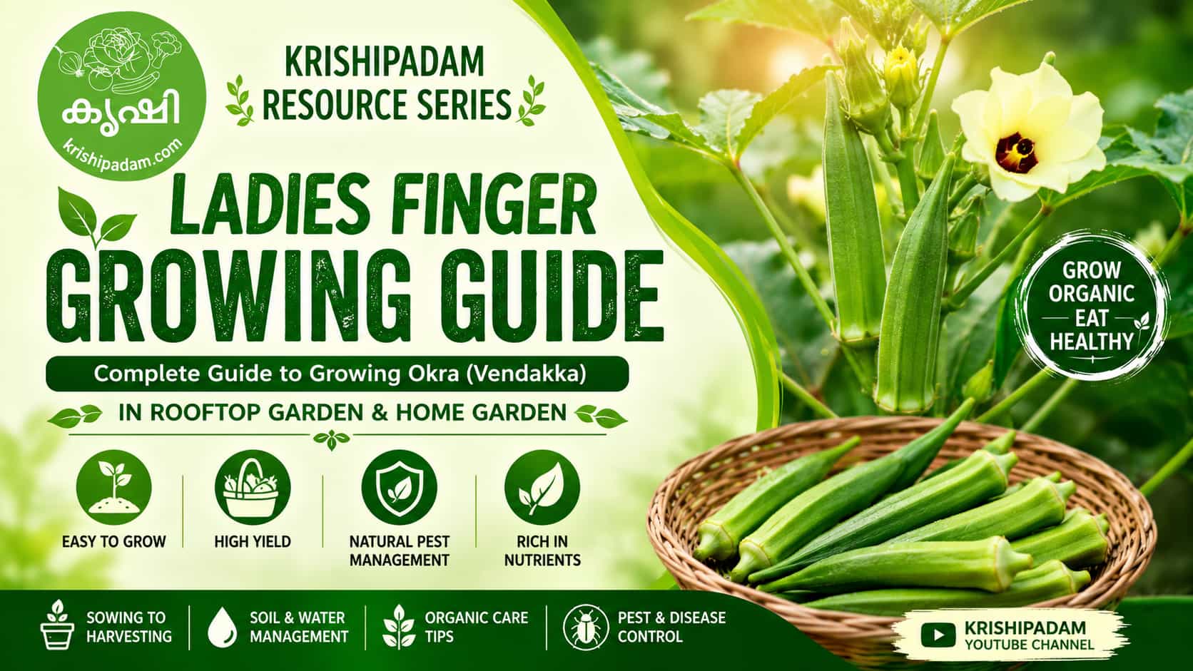 Okra Growing Guide Okra Growing Guide