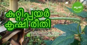 കുറ്റിപ്പയര് കൃഷി രീതി കുറ്റിപ്പയര് കൃഷി രീതി