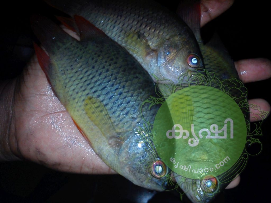 മത്സ്യം - കേരളത്തിലെ കടല്‍ /പുഴ മീനുകള്‍ - Fish Varieties