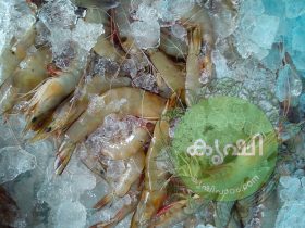 ചെമ്മീന്‍/കൊഞ്ച്