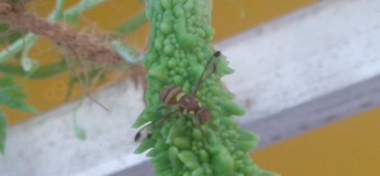 fruit fly images