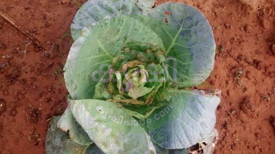 infected cabbage infected cabbage