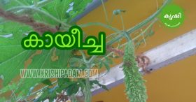 insects attack in vegetable insects attack in vegetable