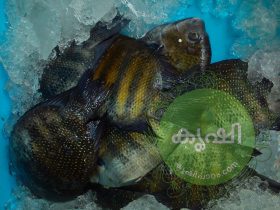 കരിമീന്‍ 