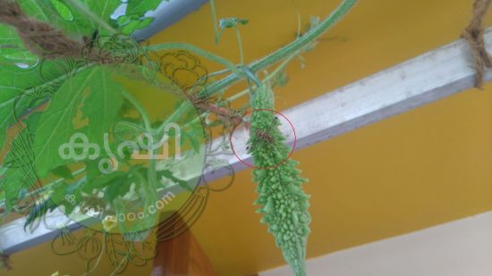 kayeecha images കായീച്ച