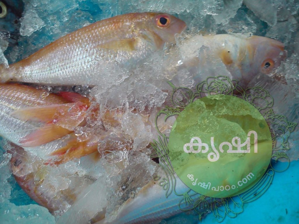 മത്സ്യം - കേരളത്തിലെ കടല്‍ /പുഴ മീനുകള്‍ - Fish Varieties