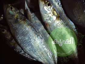 മത്തി - ചാള 