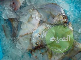 മുള്ളന്‍ മത്സ്യം 