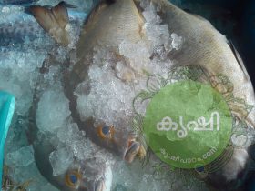 വിളമീന്‍