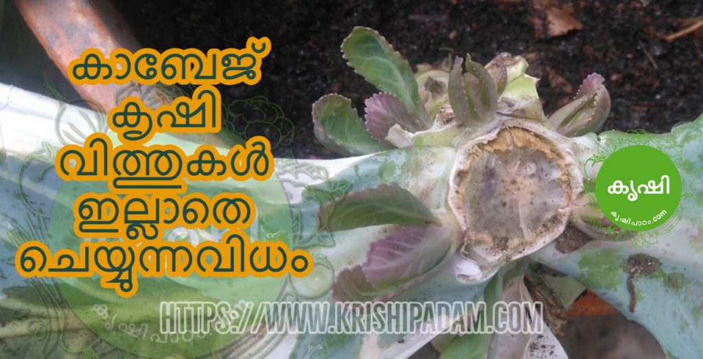 Cabbage Growing Without Seeds Cabbage Growing Without Seeds