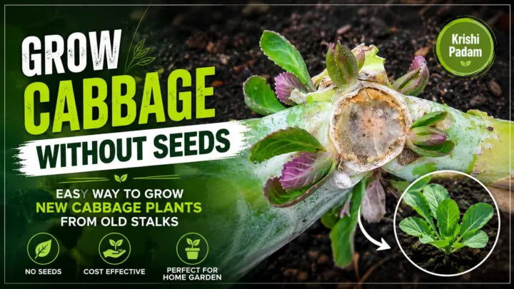 Cabbage Growing Without Seeds - How to Propagate New Cabbage Plants from Old Stalks Cabbage Growing Without Seeds - How to Propagate New Cabbage Plants from Old Stalks
