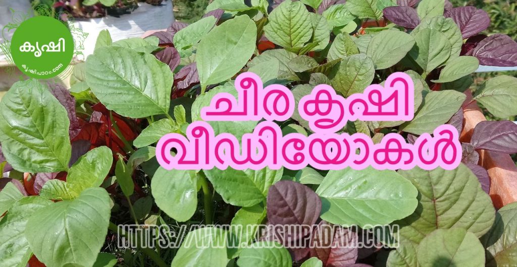 Cheera Krishi Online Videos Cheera Krishi Online Videos